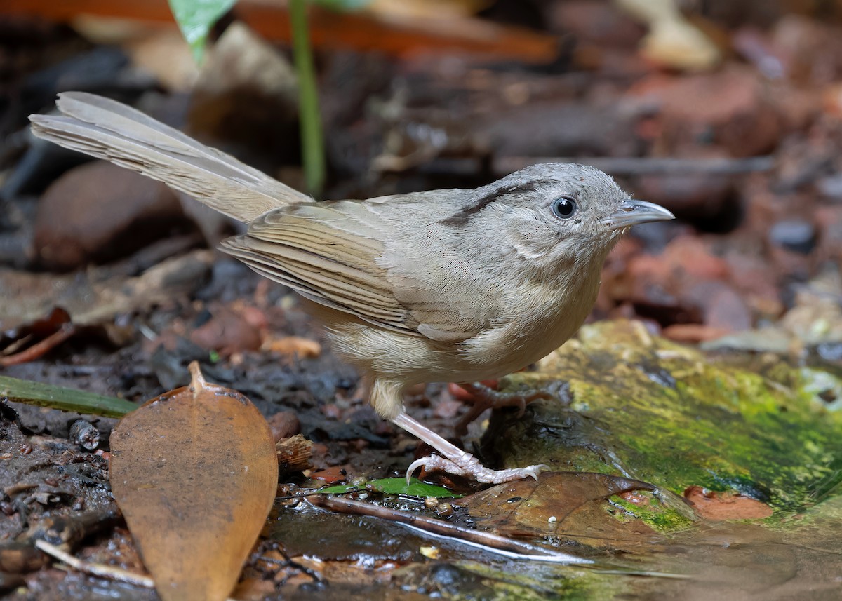 Brown-cheeked Fulvetta - ML618148833