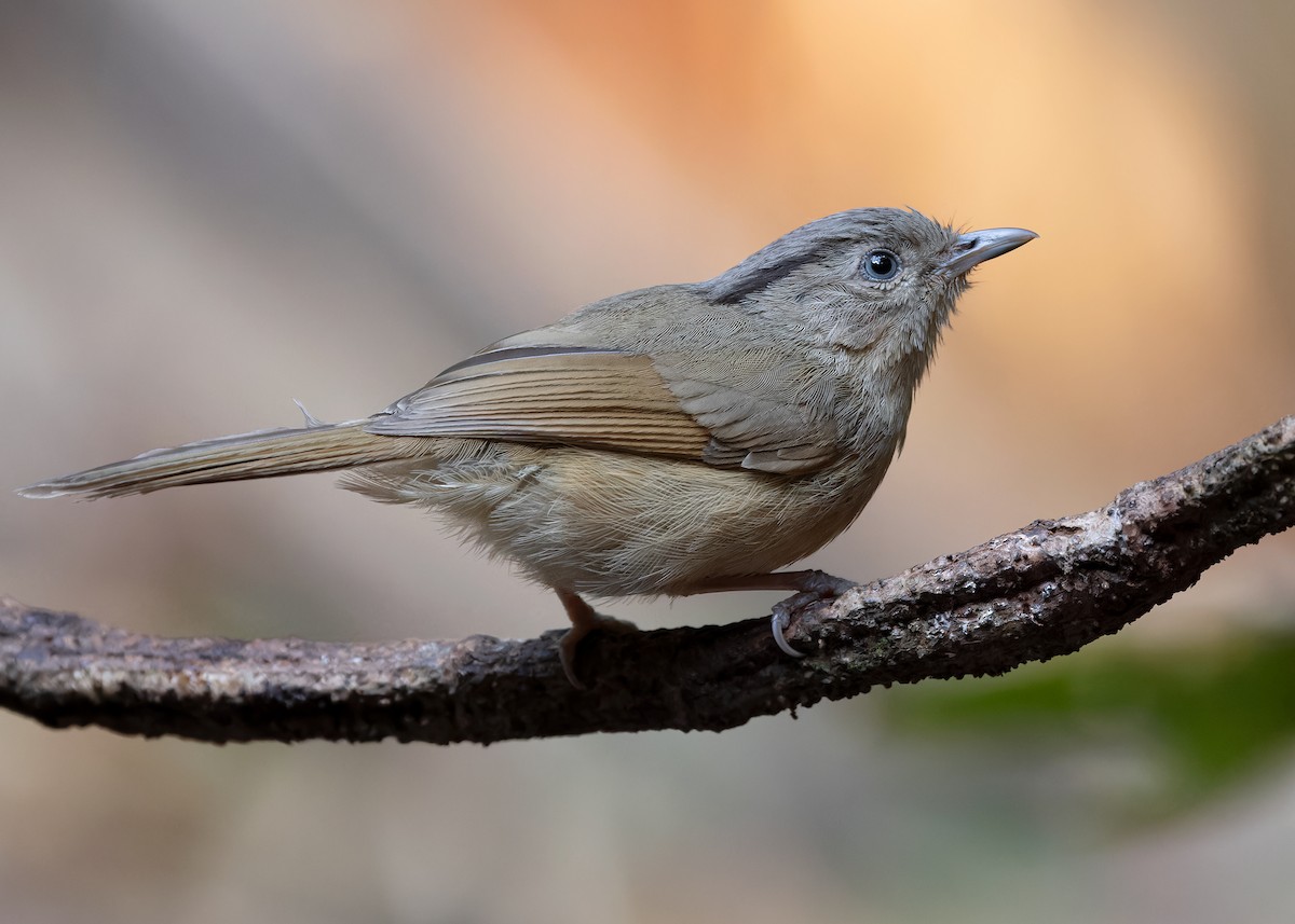 Brown-cheeked Fulvetta - ML618148834