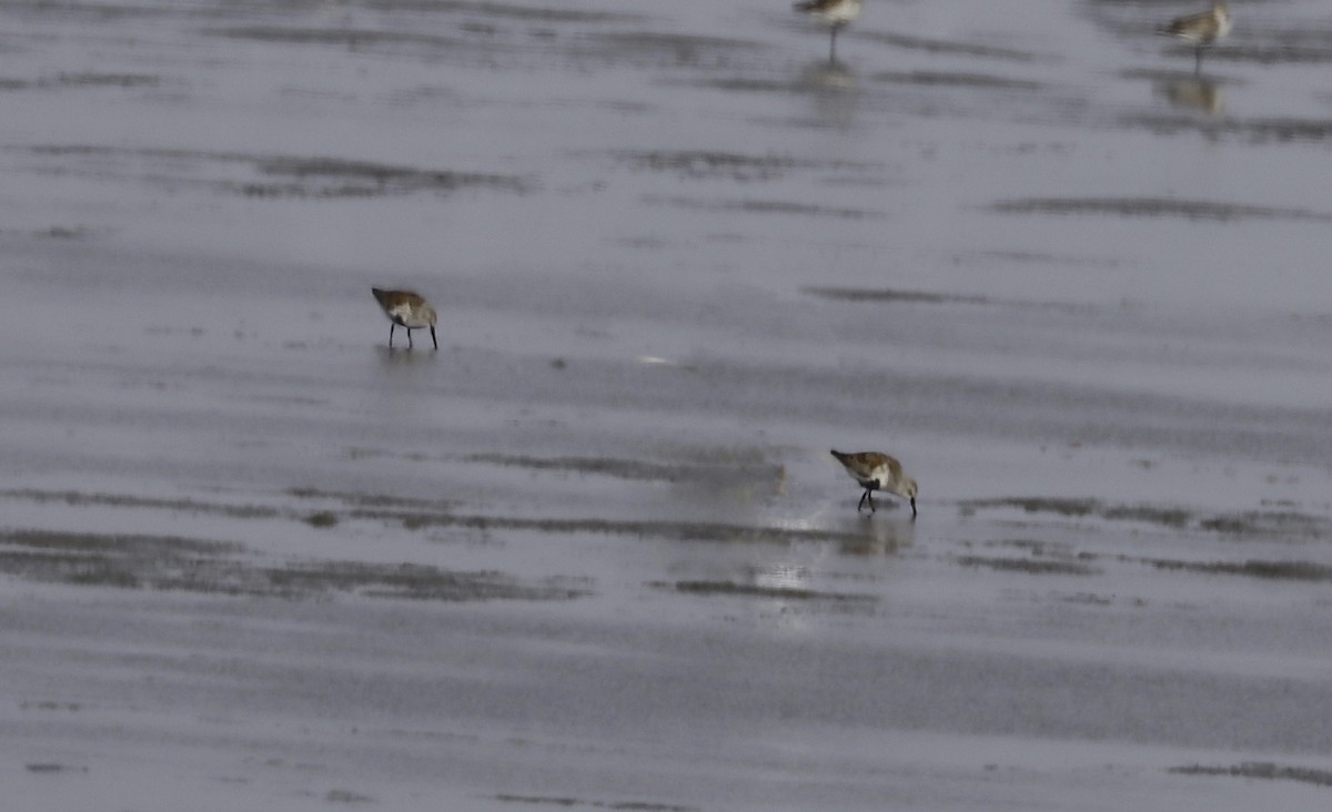 Dunlin - ML618148841