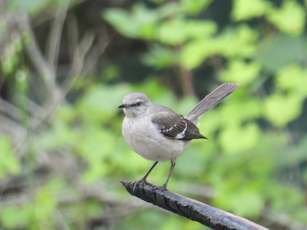 Northern Mockingbird - L LeBlanc