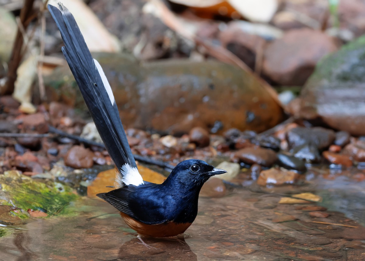 White-rumped Shama (White-rumped) - ML618148848