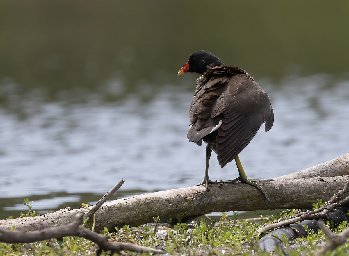 Eurasian Moorhen - ML618148849