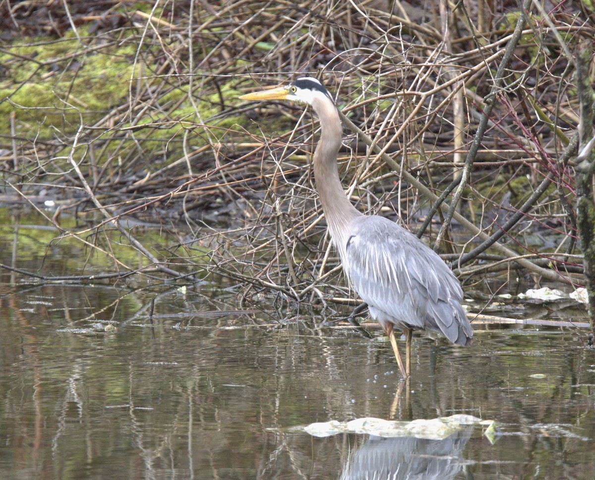 Great Blue Heron - ML618148853