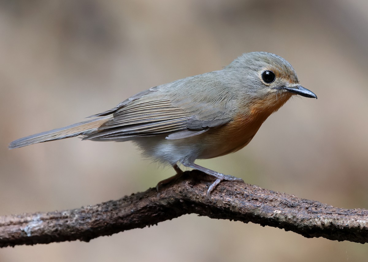 Hill Blue Flycatcher - Ayuwat Jearwattanakanok