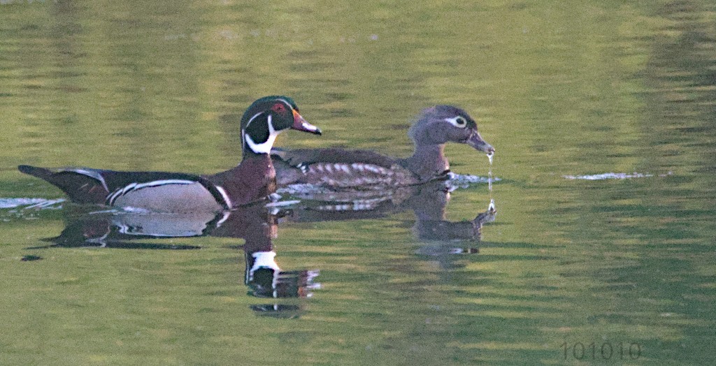 Wood Duck - ML618148877