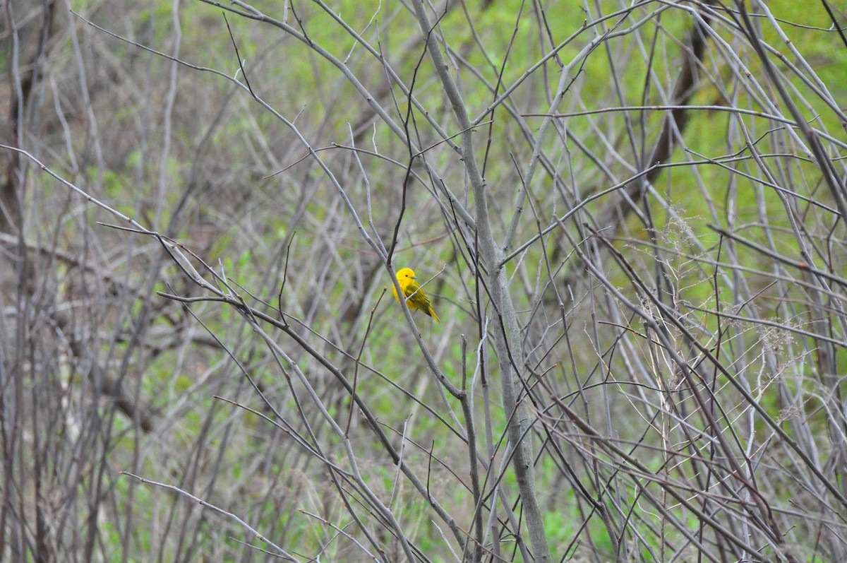 lesňáček zlatotemenný - ML618148882