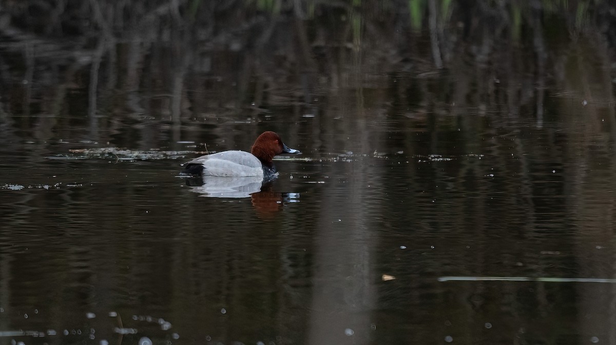 Common Pochard - Eric Francois Roualet