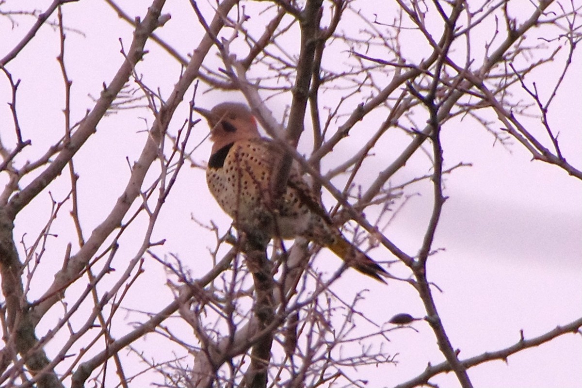 Northern Flicker - Lowell Goudge