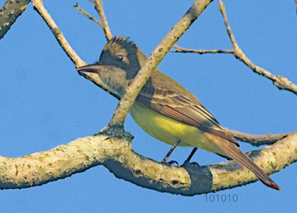 Great Crested Flycatcher - ML618148942