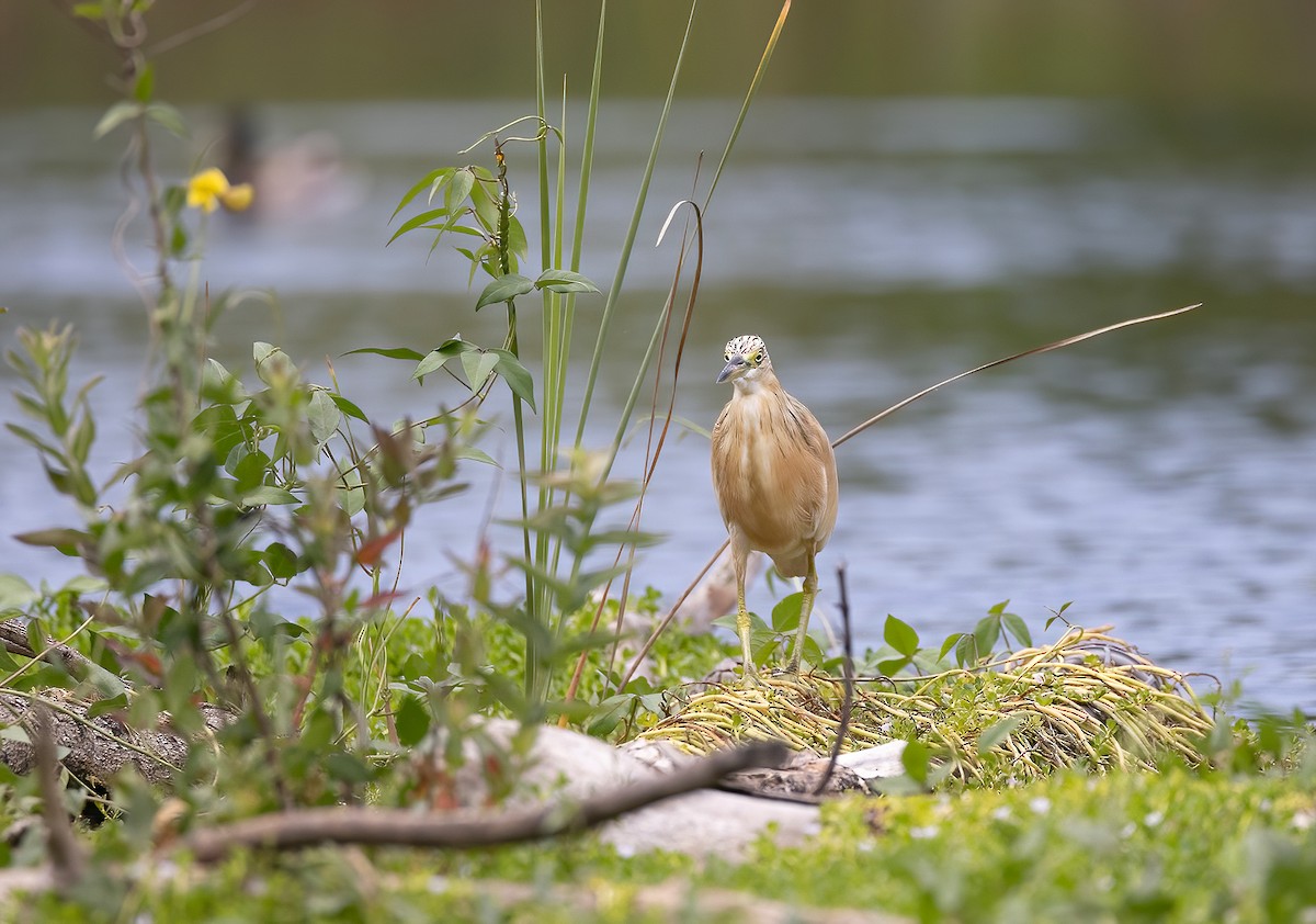 Squacco Heron - ML618148945