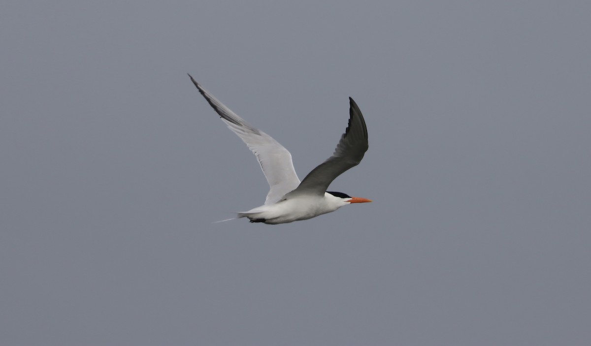 Caspian Tern - Douglas Hall