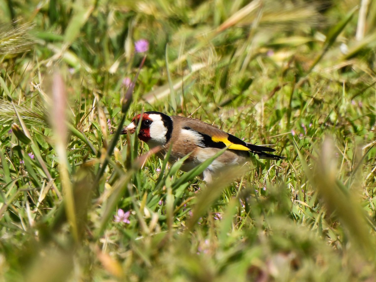 European Goldfinch - ML618148977