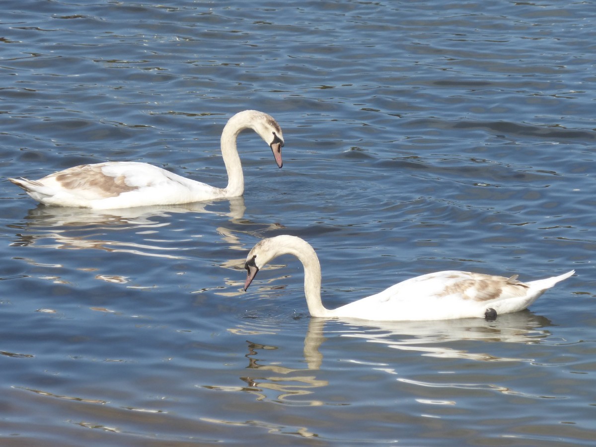 Mute Swan - ML618148983