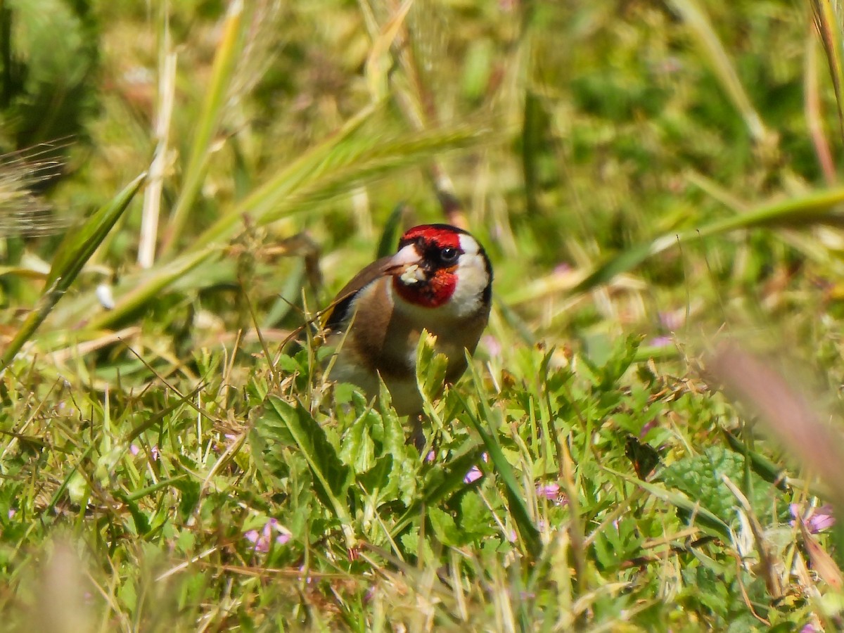 European Goldfinch - ML618149000