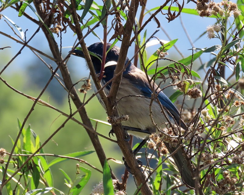 California Scrub-Jay - greg slak