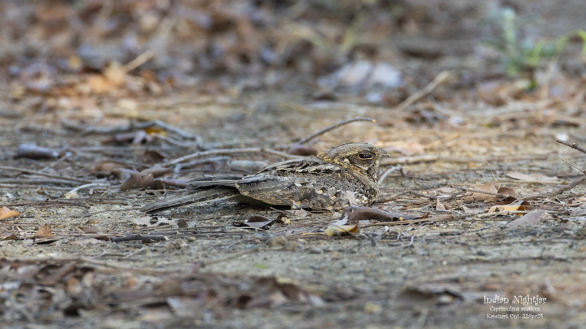 Indian Nightjar - ML618149051