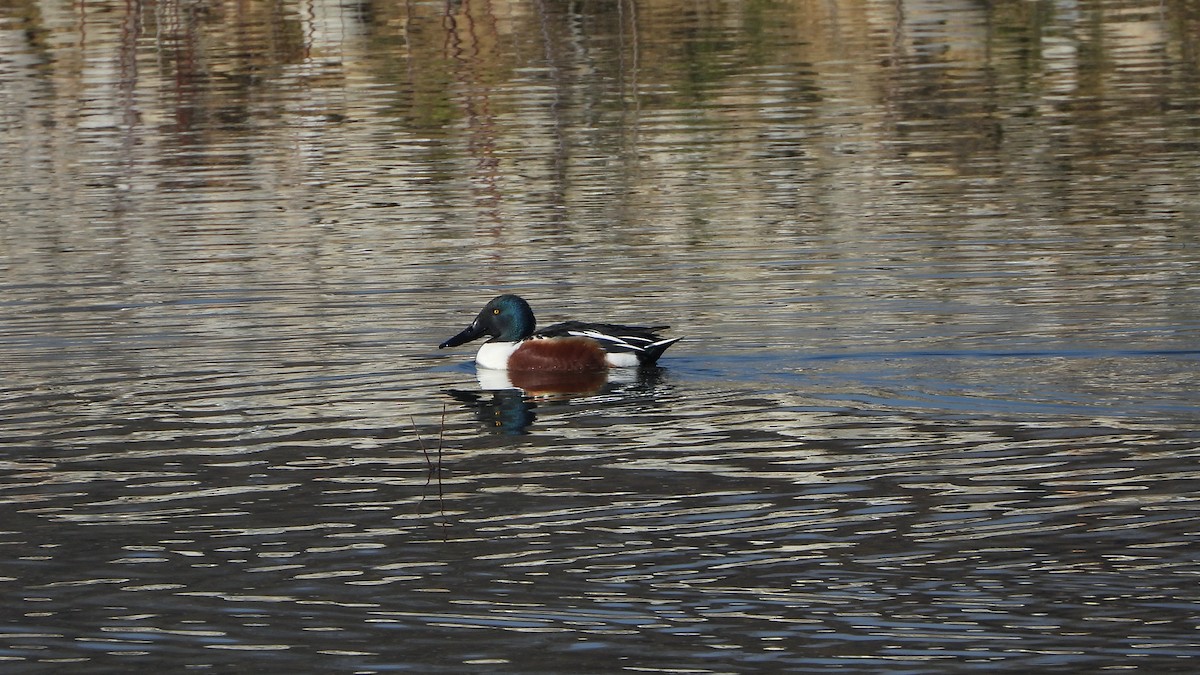 Northern Shoveler - Bruno Caula