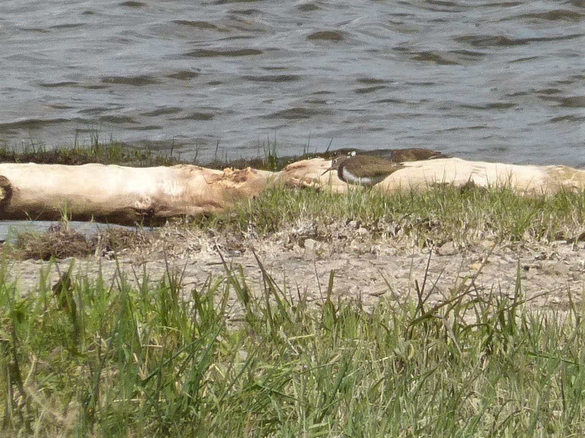 Хайргын хөгчүү - ML618149066