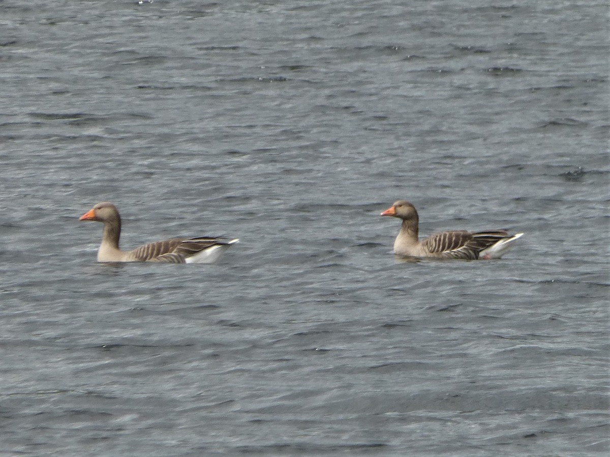 Бор галуу - ML618149074