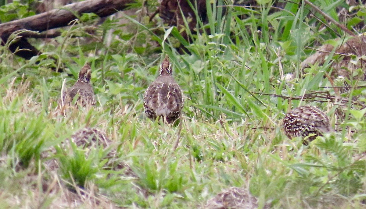 Crested Bobwhite - Carlos Sanguinetti