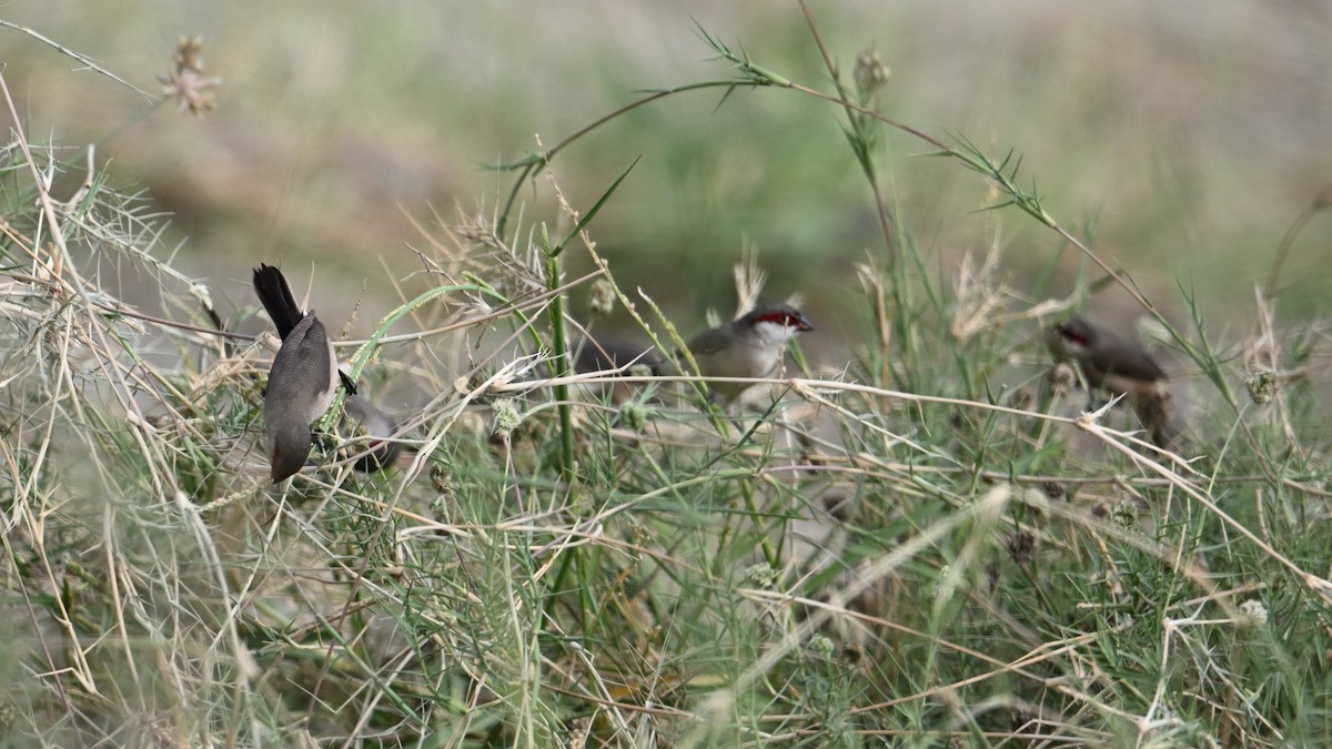 Arabian Waxbill - David Darrell-Lambert