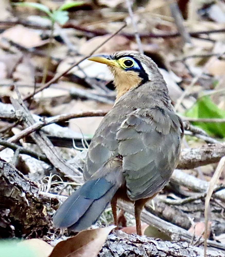 Lesser Ground-Cuckoo - ML618149132