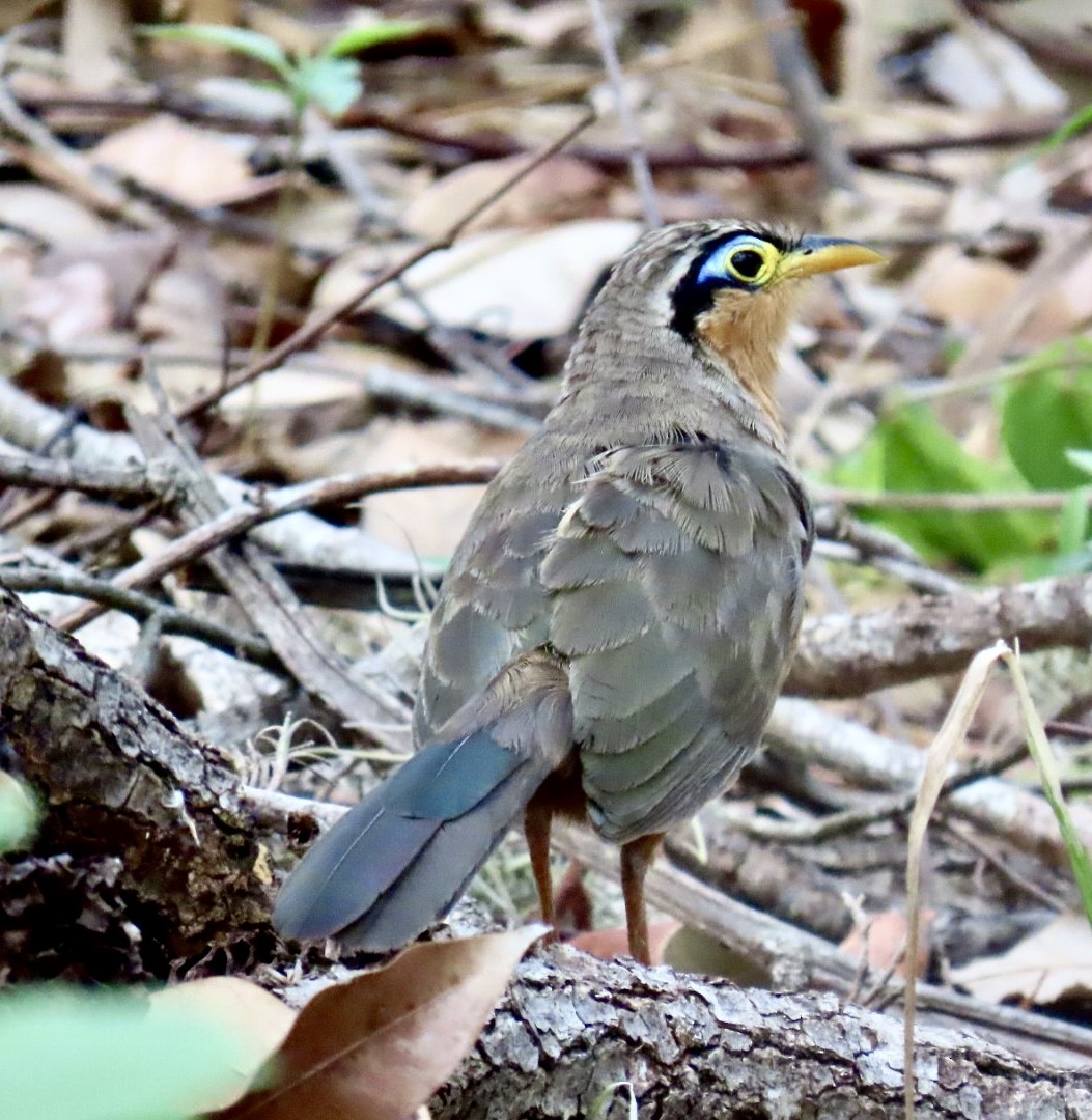 Lesser Ground-Cuckoo - Carlos Sanguinetti