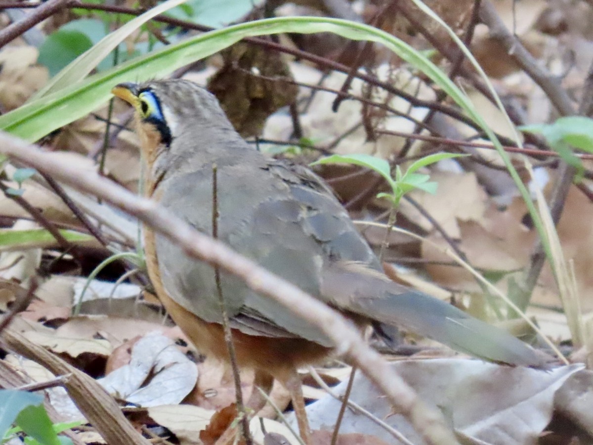 Lesser Ground-Cuckoo - ML618149134