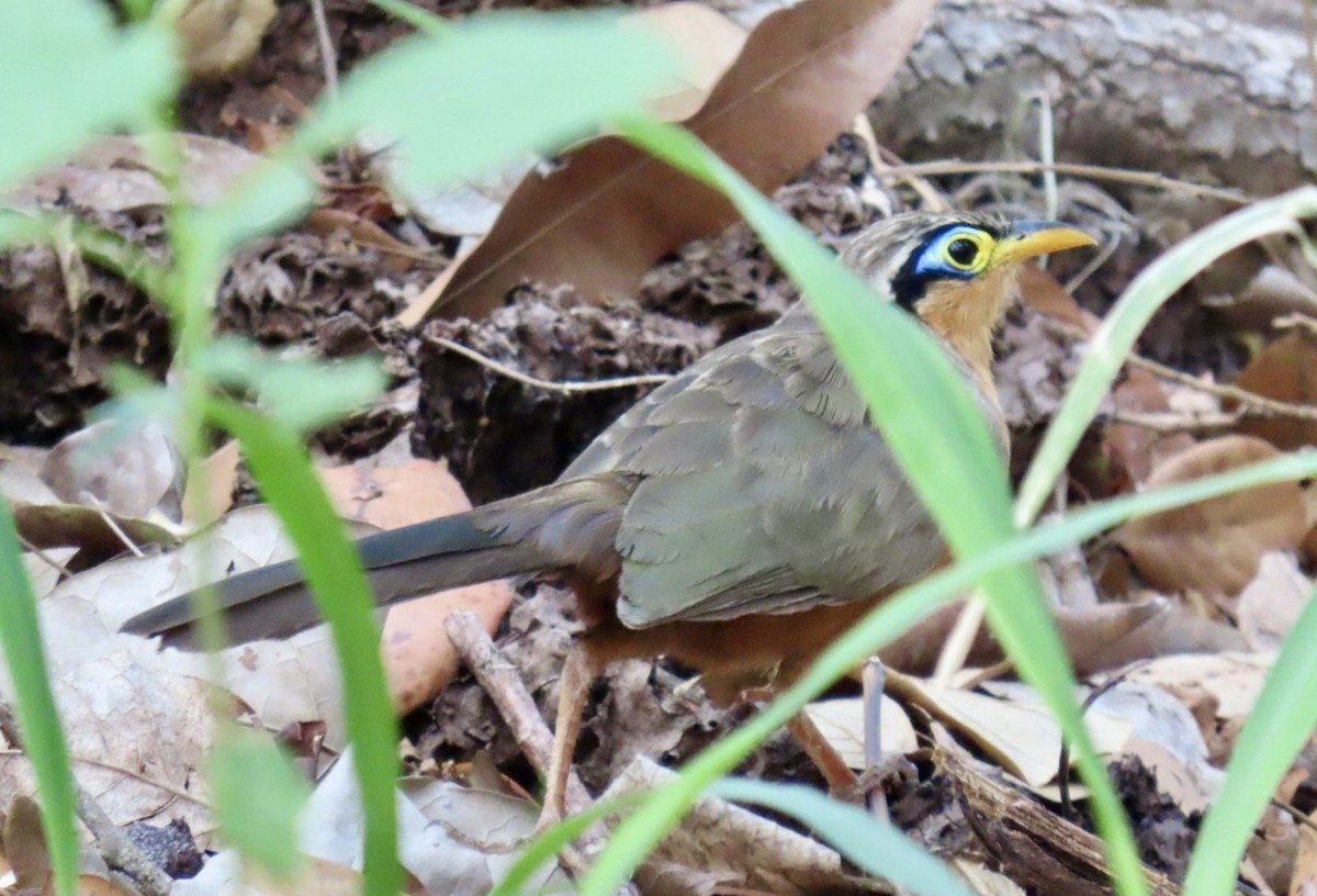 Lesser Ground-Cuckoo - ML618149135