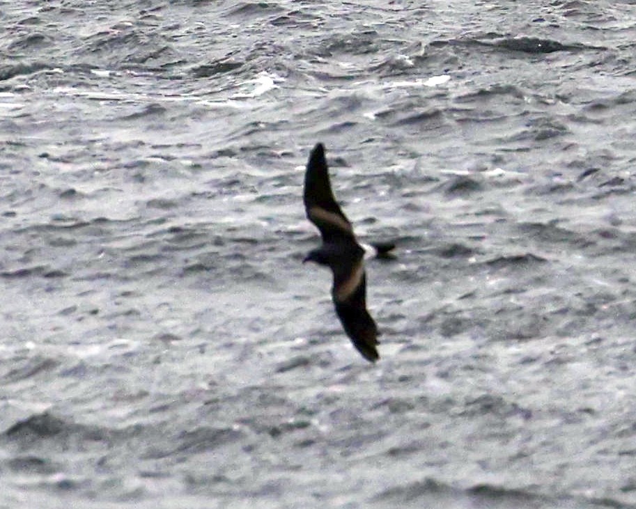 Leach's Storm-Petrel - Charles Fitzpatrick