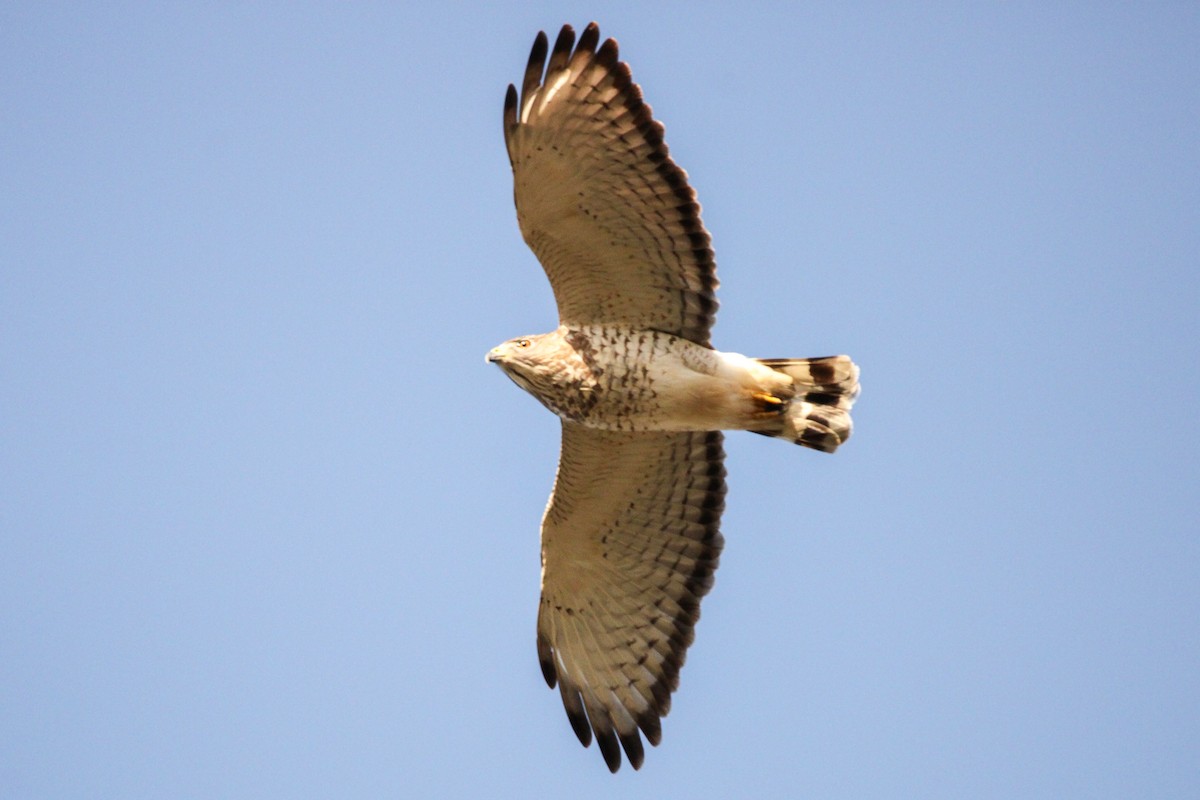 Broad-winged Hawk - Richard  Lechleitner