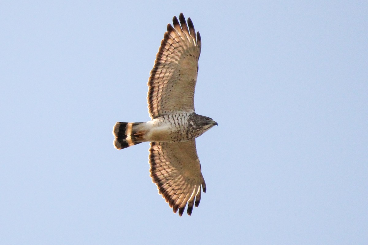 Broad-winged Hawk - Richard  Lechleitner