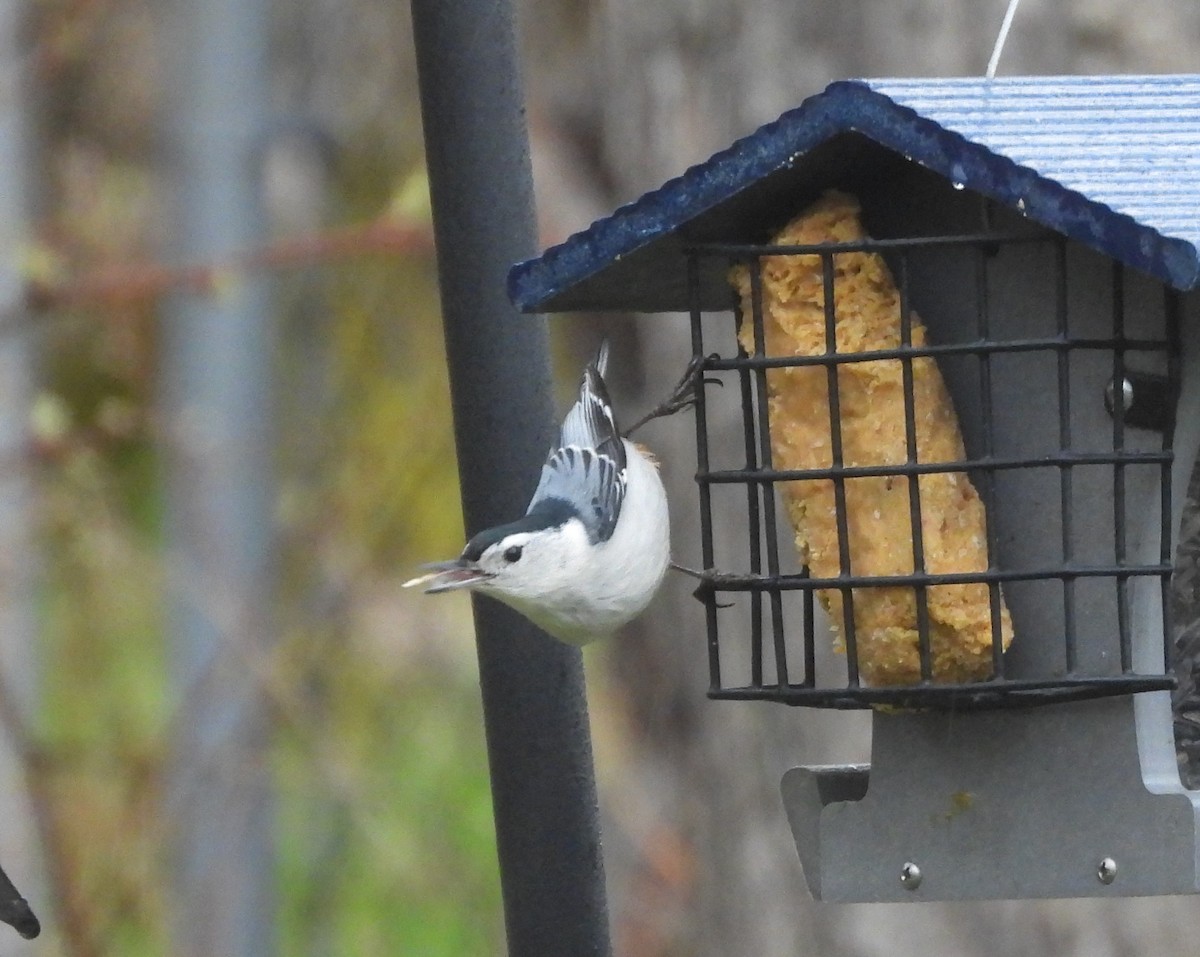 White-breasted Nuthatch - Donna Millar