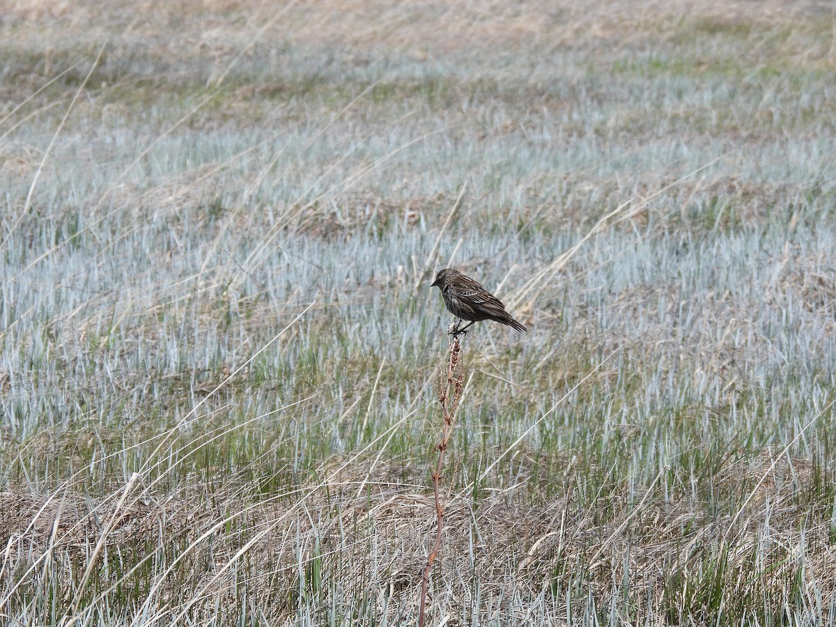 Red-winged Blackbird - Jim James