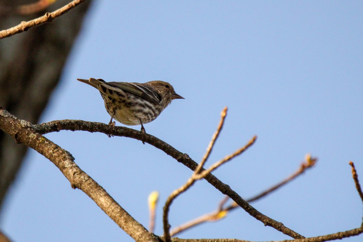 Pine Siskin - Richard  Lechleitner