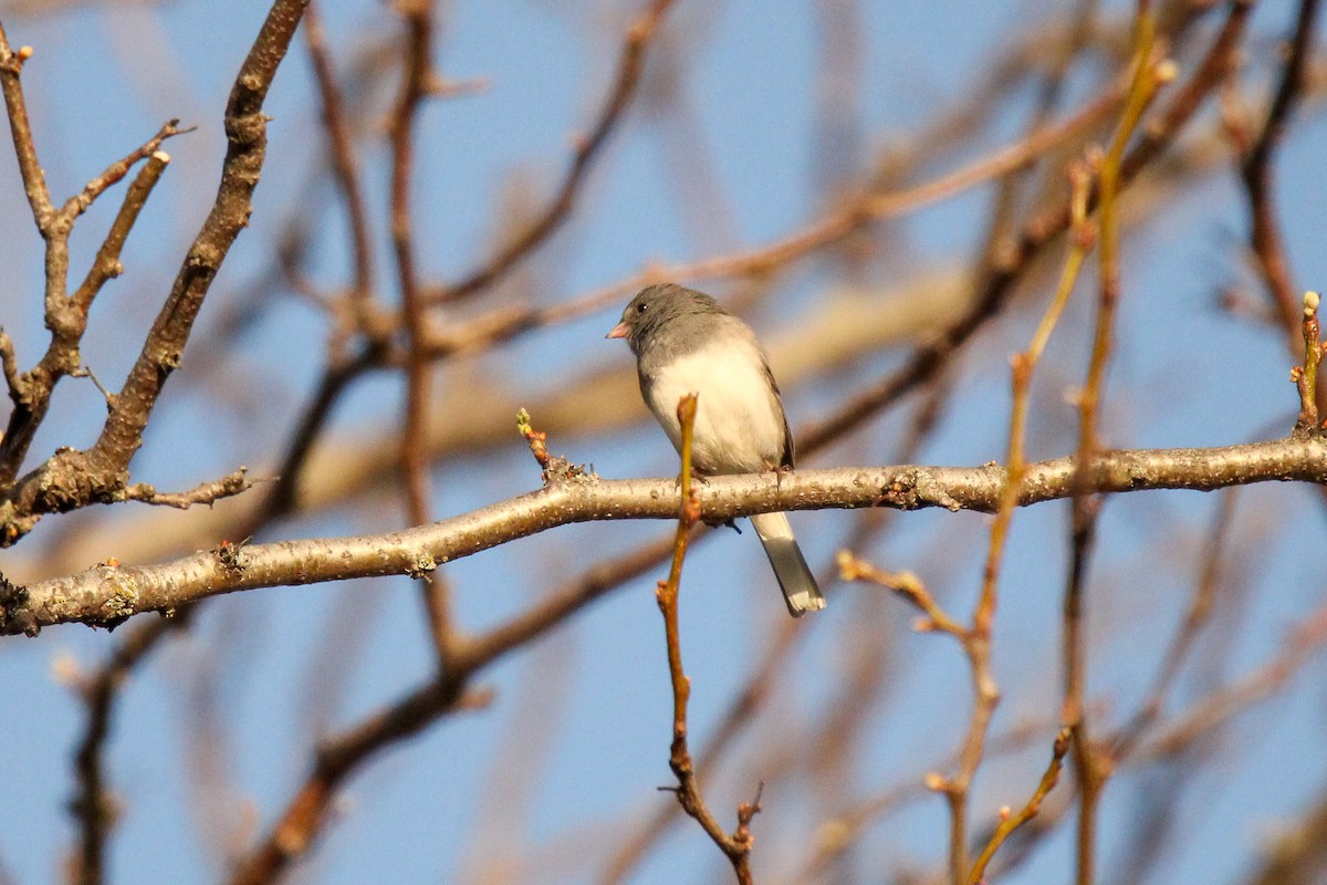 Dark-eyed Junco (Slate-colored) - Richard  Lechleitner