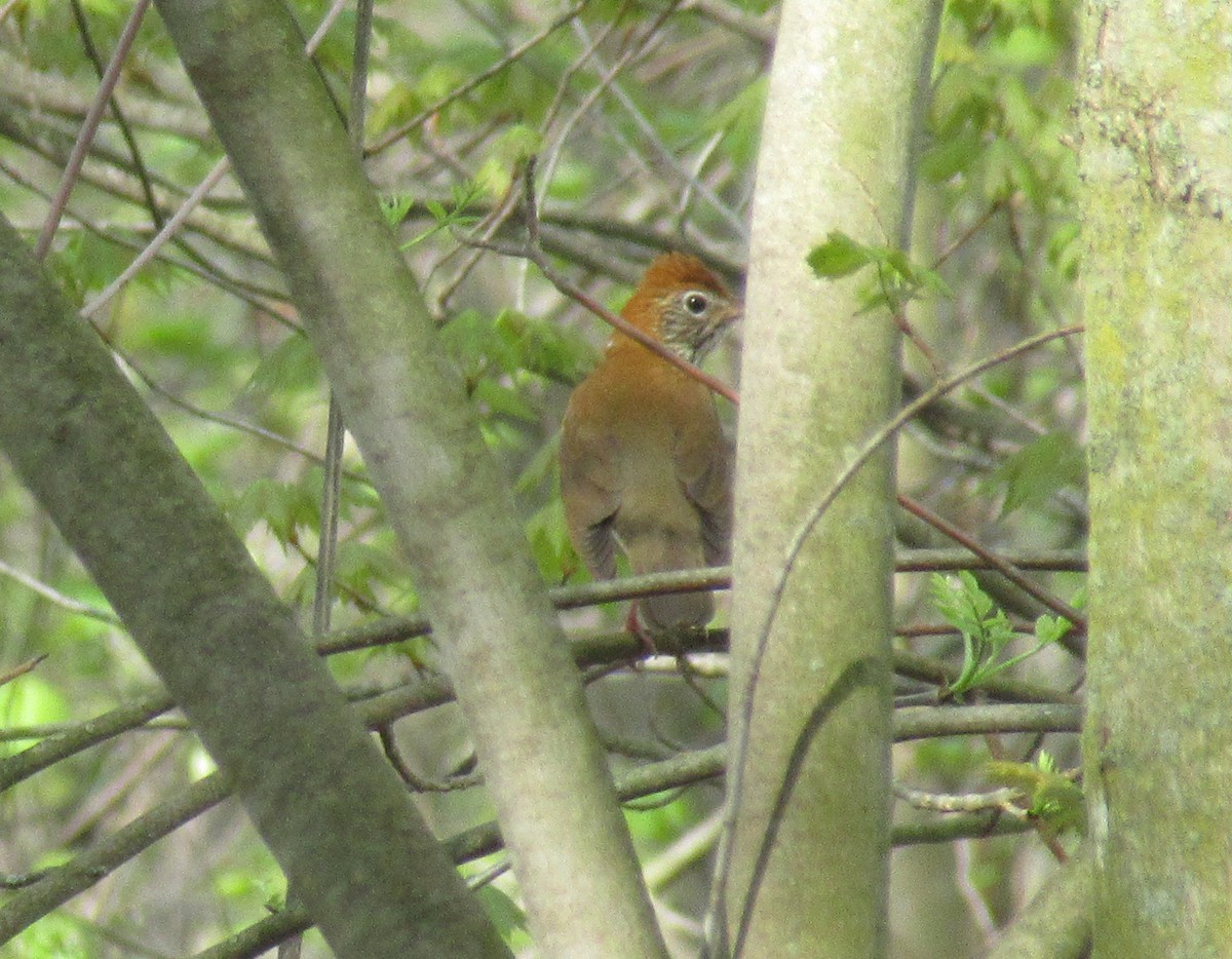 Wood Thrush - ML618149214