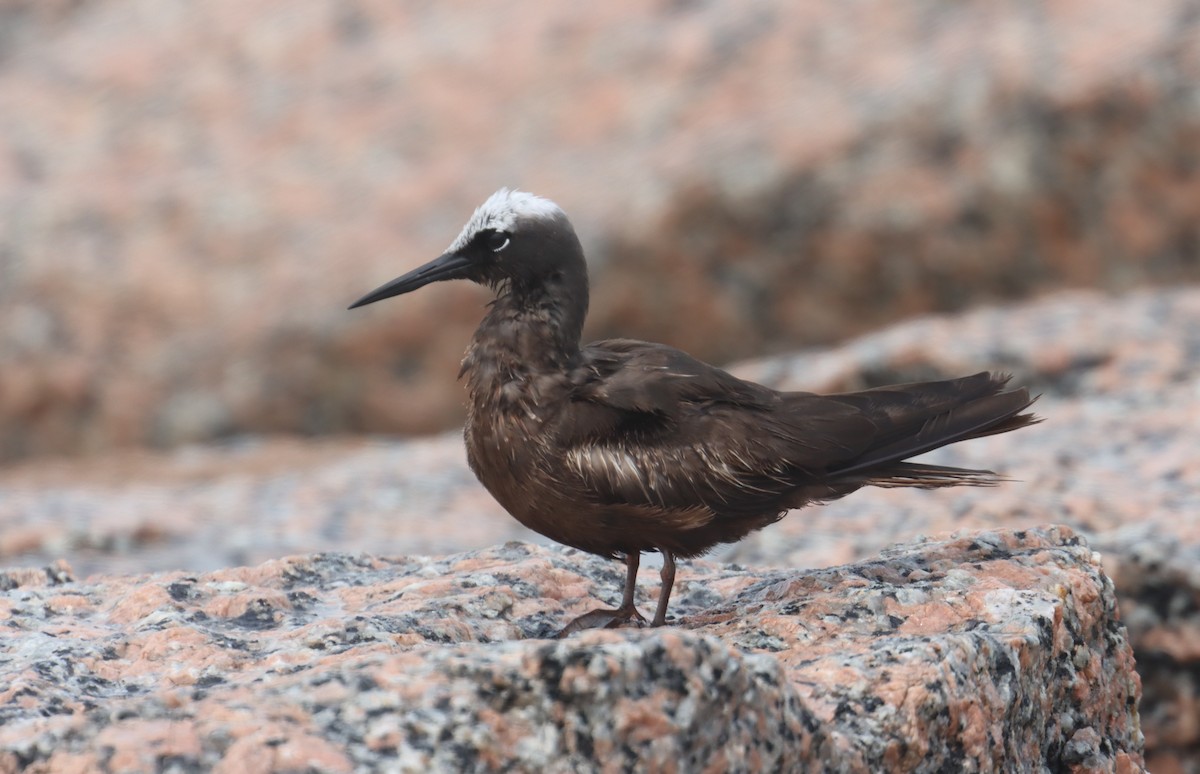 Black Noddy - ML618149217