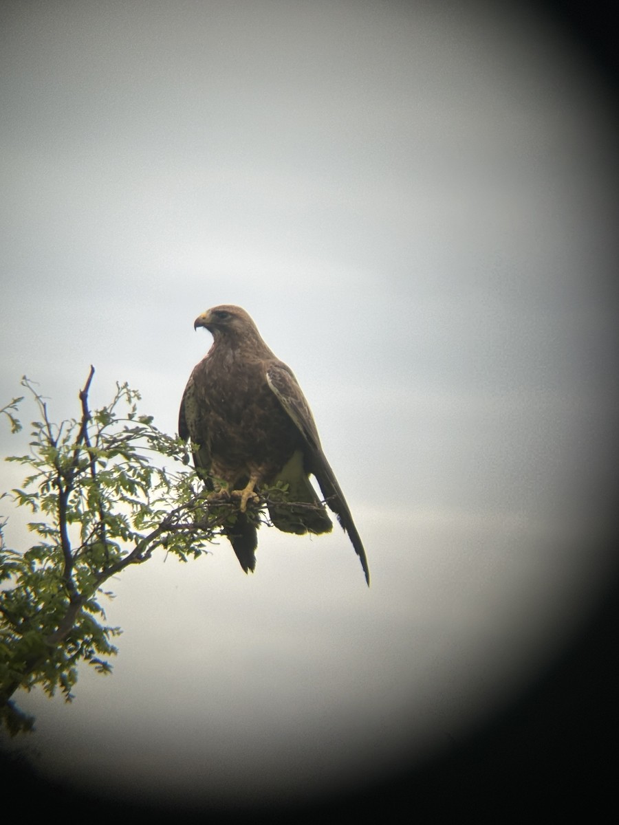 Swainson's Hawk - ML618149219