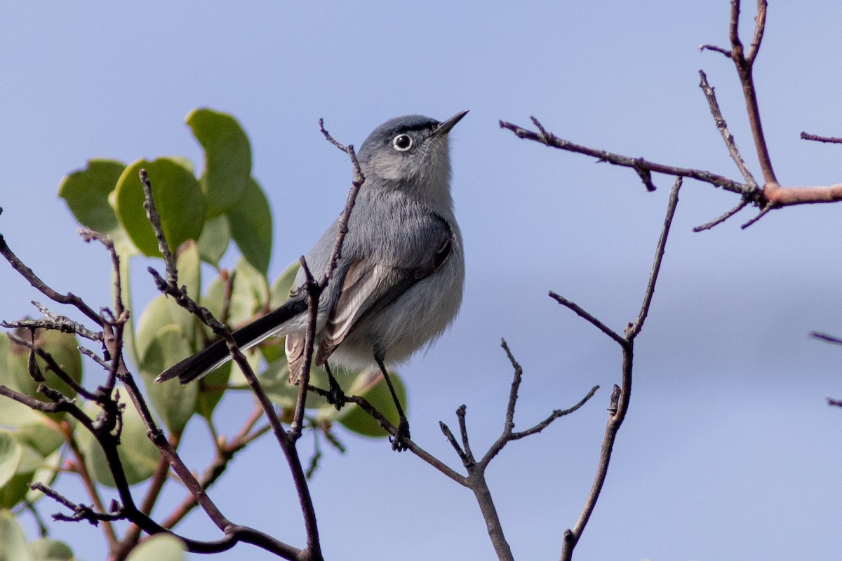 Blue-gray Gnatcatcher - Rob Fowler