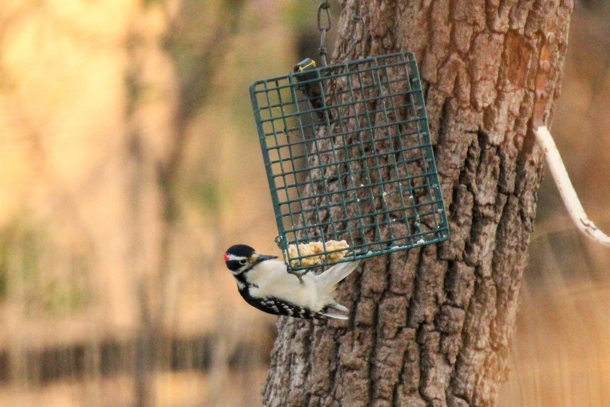 Hairy Woodpecker - Richard  Lechleitner