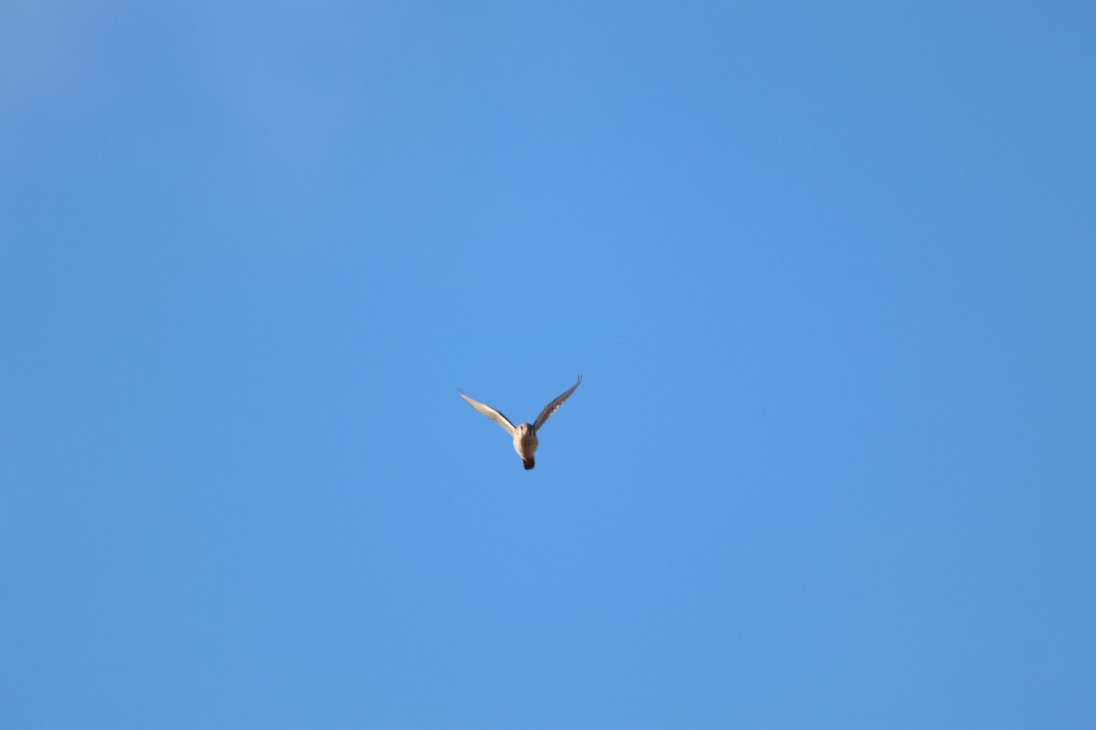 American Kestrel - ML618149263