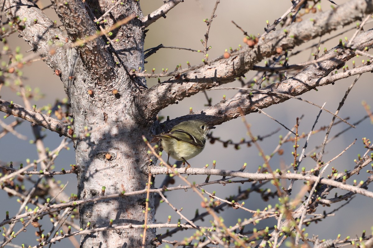 Ruby-crowned Kinglet - ML618149293