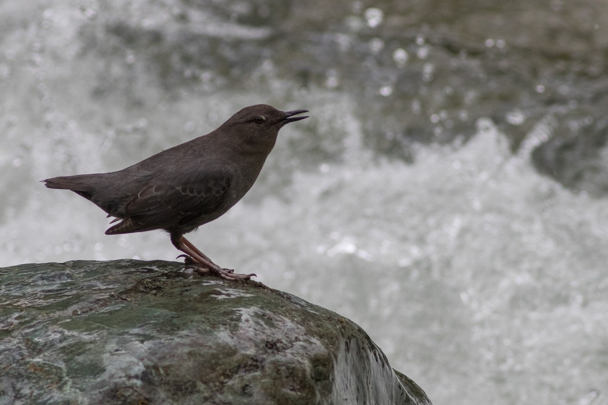 American Dipper - Rob Fowler