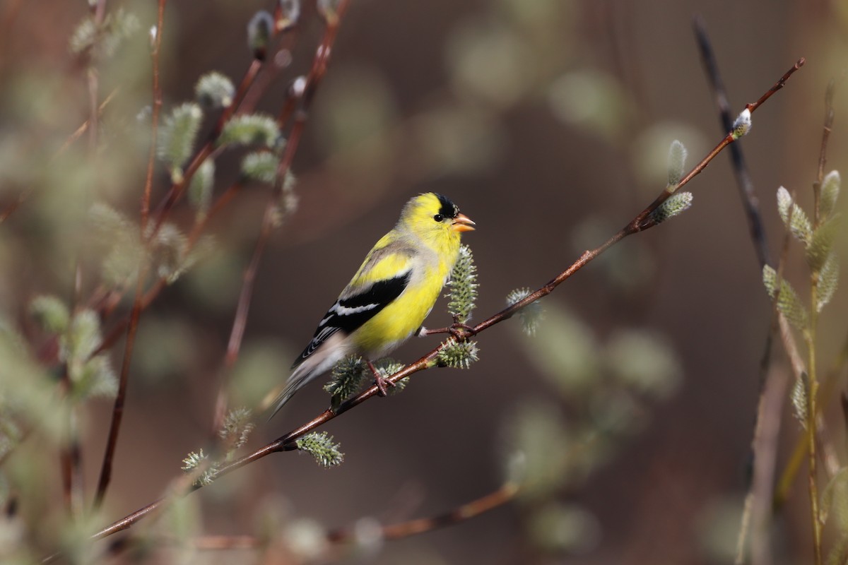 American Goldfinch - ML618149314