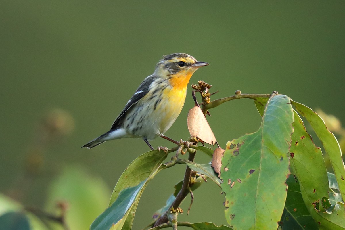 Blackburnian Warbler - ML618149320