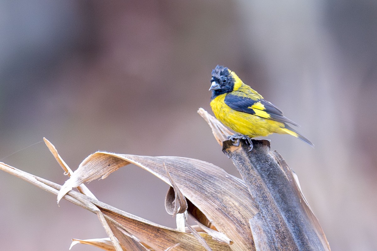 Black-headed Siskin - ML618149330