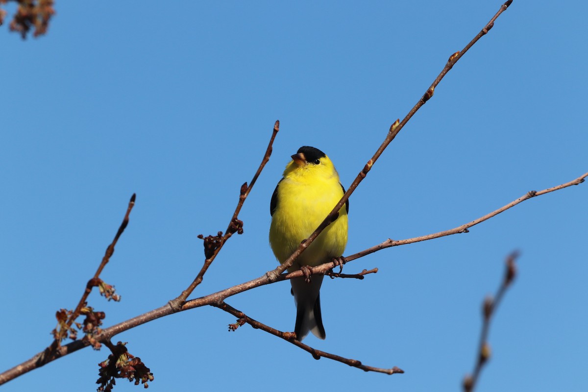 American Goldfinch - ML618149339