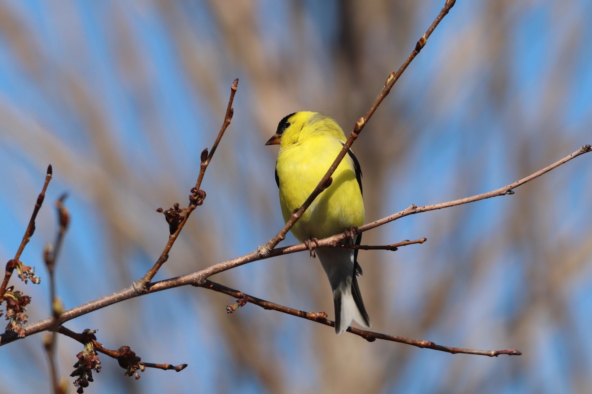 American Goldfinch - ML618149340