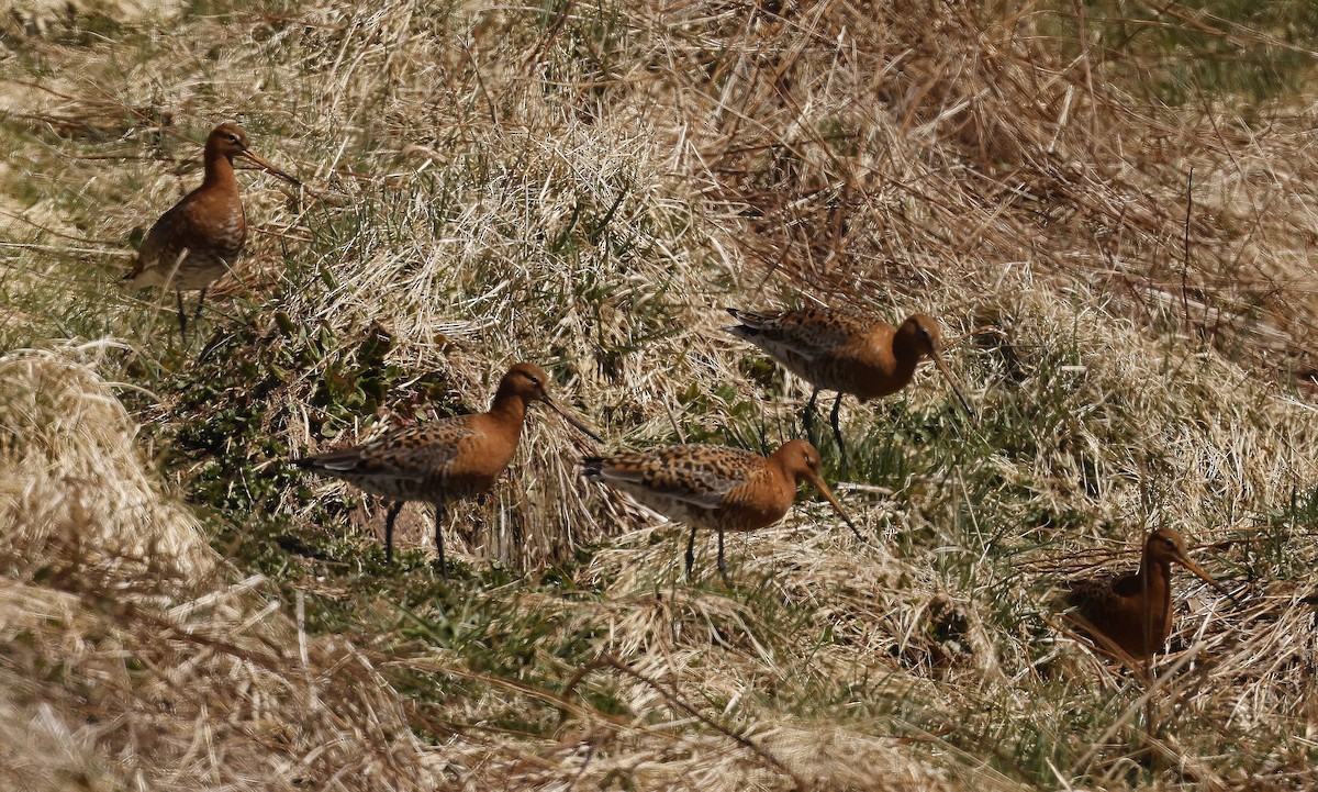 Black-tailed Godwit - ML618149359